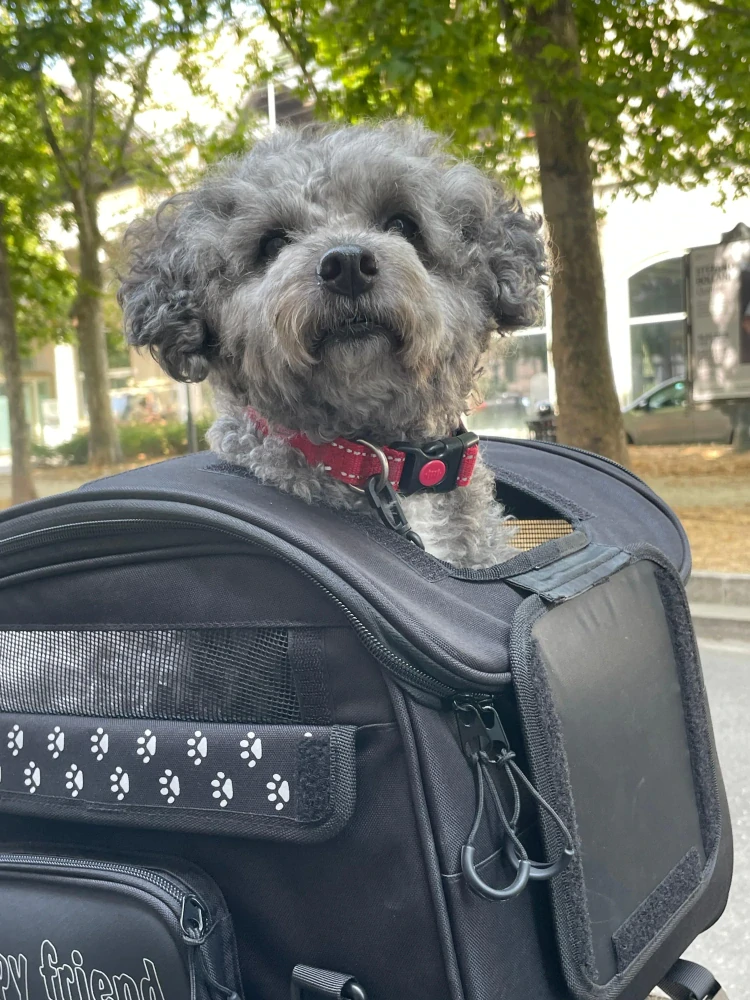 Textilní taška / motocyklová brašna pro zvířata OJ ATMOSFERE METROPOLITANE s.r SEAT PET BAG M290 barva černá, objem 30 litrů, pro domácí mazlíčky do 8 kg